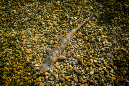 Pallid Sturgeon-1