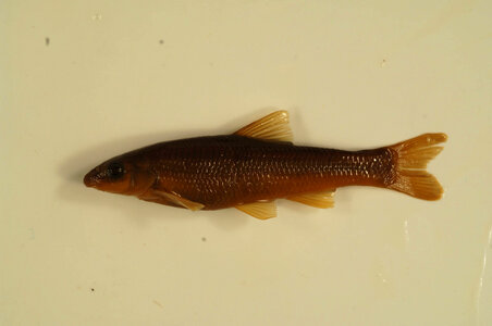 Campostoma anomalum-1
