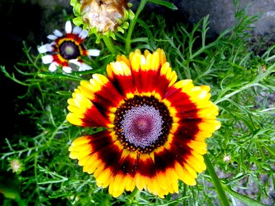 Bloom blooming blossoming