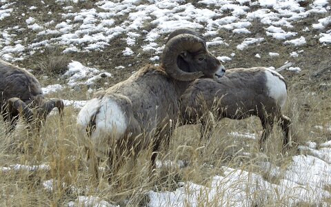 Bighorn sheep animal photo