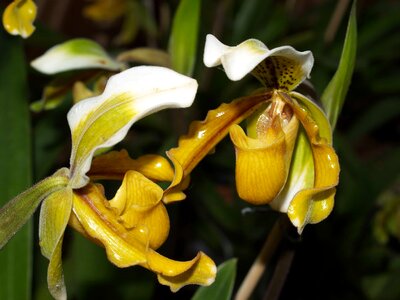 Beautiful beautiful flowers blooming