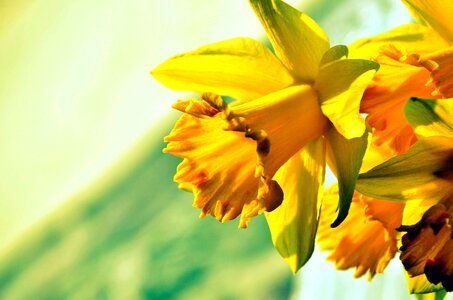 Beautiful Flowers beautiful photo daffodil photo