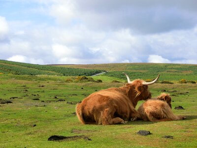 Devon landscape moor