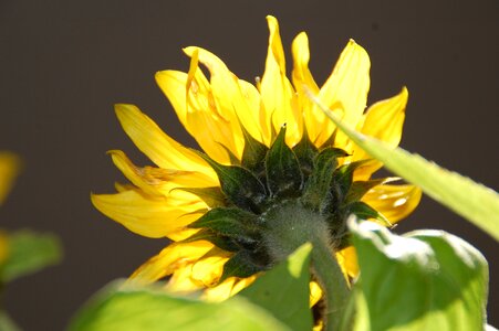 Stem summer floral photo