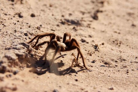 Desert family tarantula