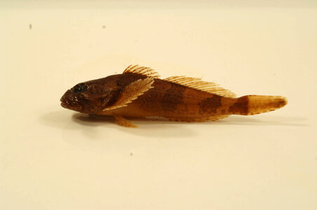 Cottus carolinae-3
