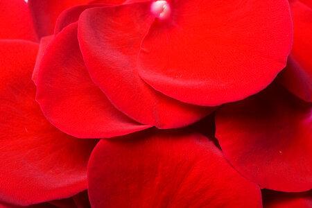 rose petals photo