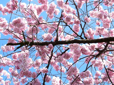 Japanese cherry trees cherry blossom blossom photo