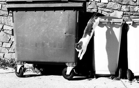 Black and white container containers
