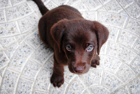 Brown Labrador Puppy Lying on the Floor photo
