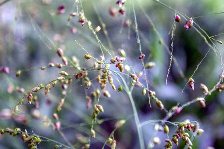 Flower nature plant