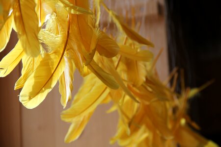 Feather yellow plumage