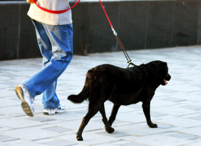 Labrador Walking Black photo