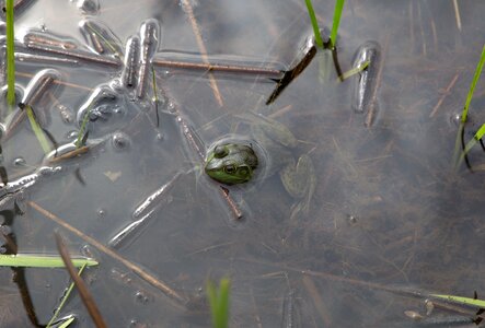 Amphibia amphibian animals photo