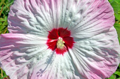 Hibiscus flower pink photo