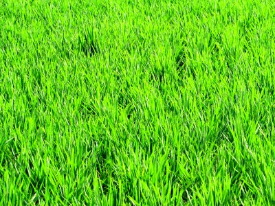 Rice crops agriculture photo