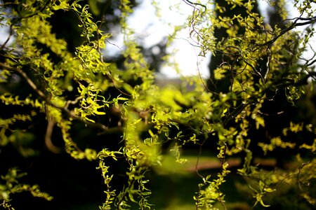 Willow tree flora