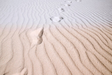 Traces in the sand of desert