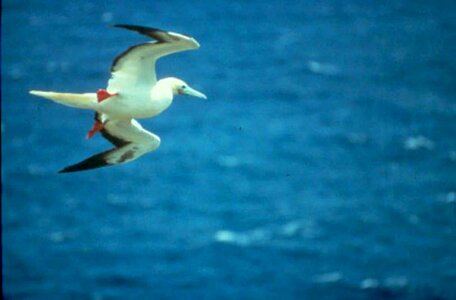 Bird flight red