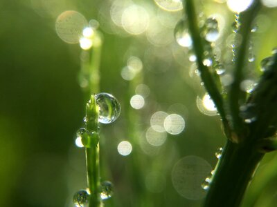 Bokeh dew droplet photo