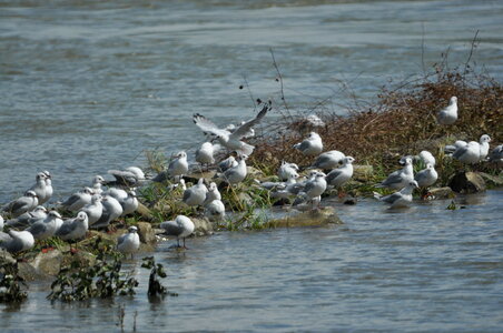 Seagulls on the Rhine