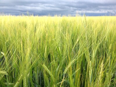 Agriculture natural cereal photo