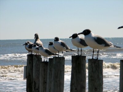 Sky sand birds