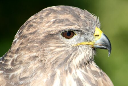 Hawk feathered birds photo