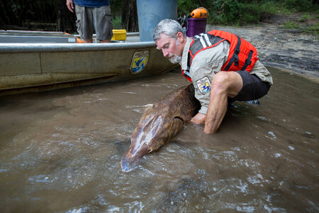 Fisheries biologist releases Gulf sturgeon -1
