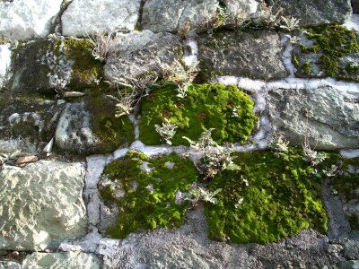Lichen stone wall stone path