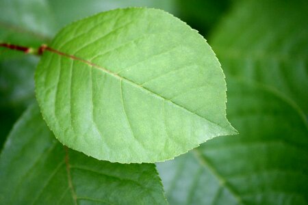 Dark Green evergreen green photo