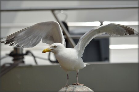 Animal nature birds