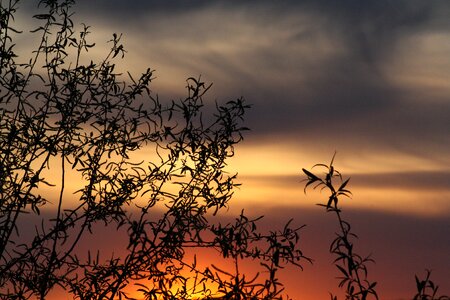 Leaves natur living nature