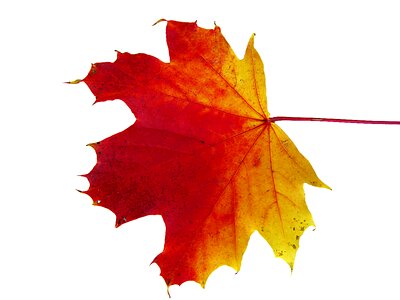Autumn decoration autumn decoration