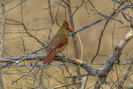 Northern Cardinal, female photo