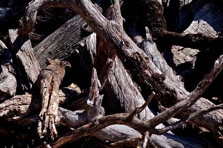 Nature forest texture