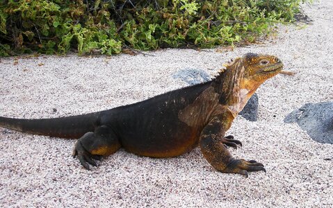 Reptile nature conservation