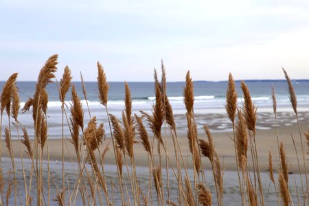 Beach beach erosion beach grass photo