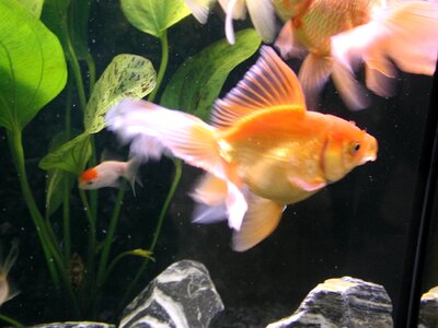Aquarium fish gold photo