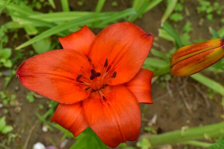 Beautiful Flowers lily nature photo