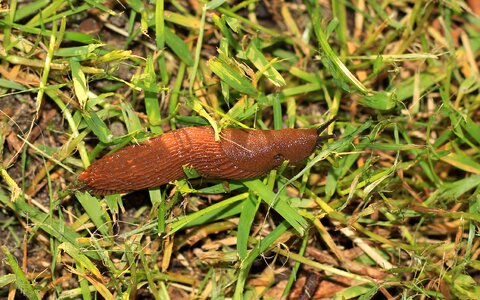 Brown long mucus