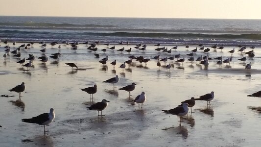 Ocean water birds photo