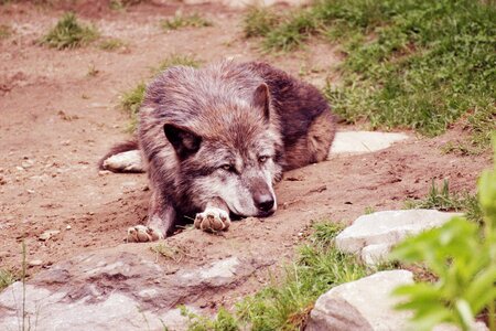 Wolf nature animal world