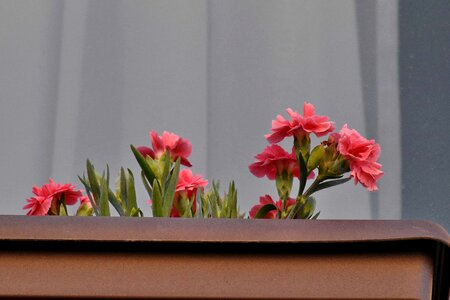 Carnation flowerpot decoration