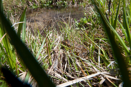 Mountain yellow-legged frog-1