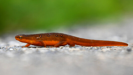 Red eft (terrestrial eastern red-spotted newt) photo