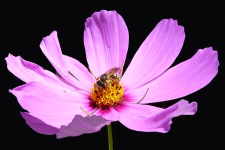 Cosmos pink summer garden photo