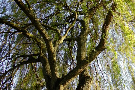 Willow tree aesthetic branches photo