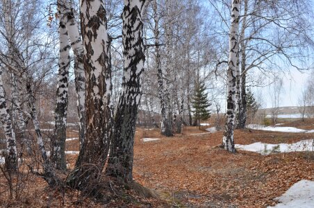 Forest birch landscape