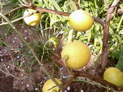 Citrus fruit lemon photo